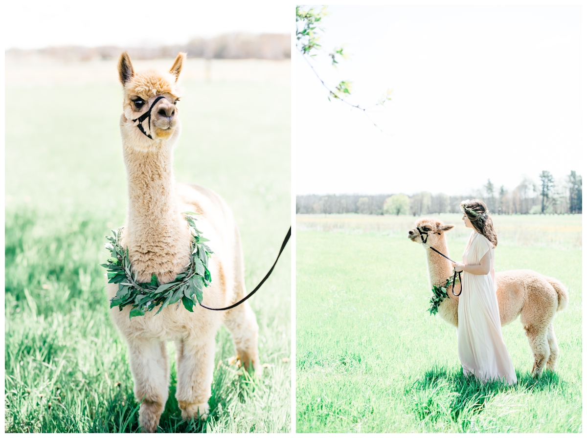 alpaca wedding meghan lee harris