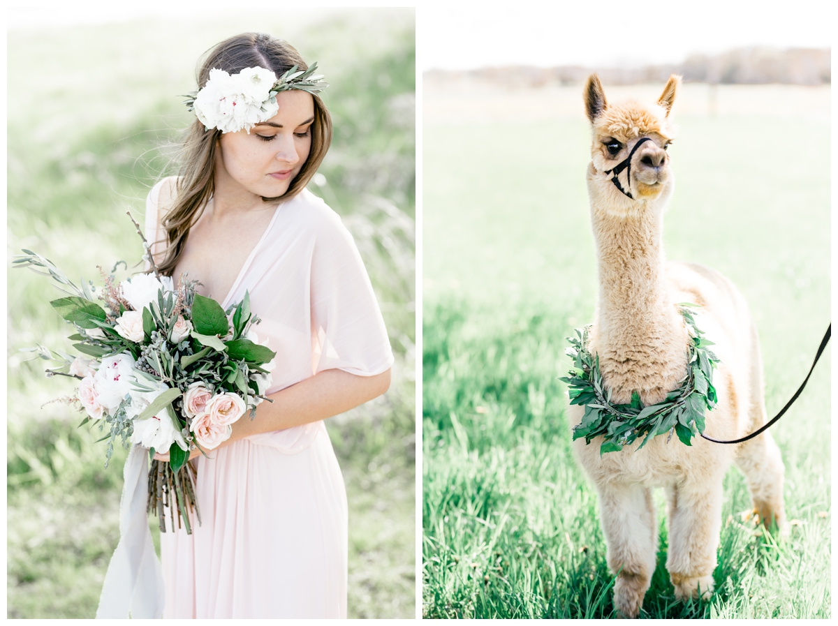 alpaca wedding meghan lee harris whimsical photographer photography farm llama david's bridal blush dress gown flower mill wisconsin destination travel oregon washington california colorado utah