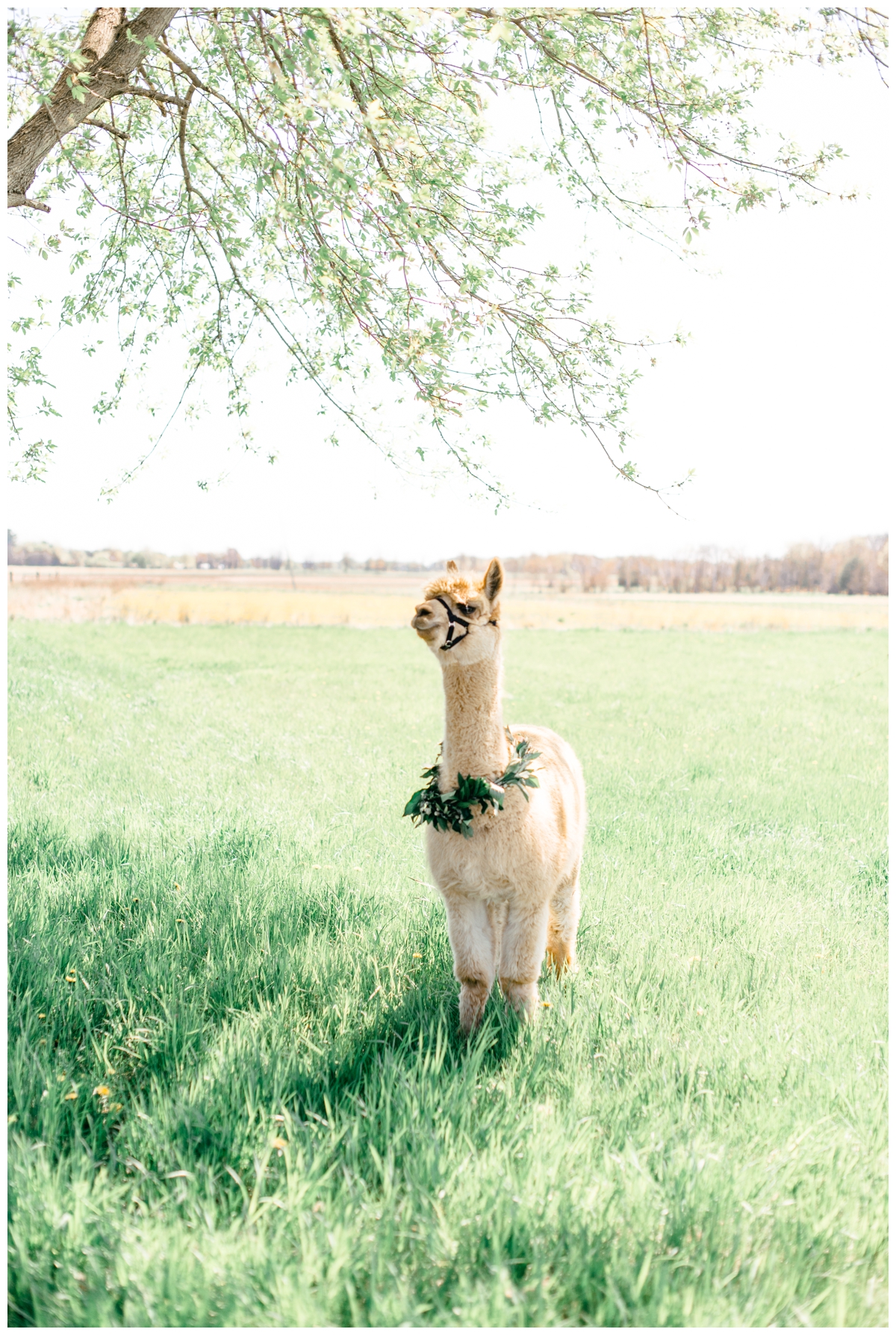 alpaca wedding meghan lee harris whimsical photographer photography farm llama david's bridal blush dress gown flower mill wisconsin destination travel oregon washington california colorado utah