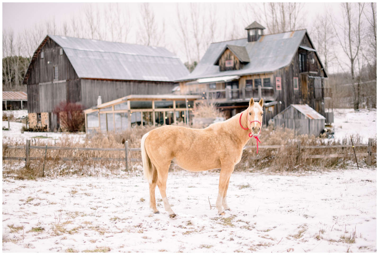enchanted barn wedding hillsdale wisconsin photographer meghan lee harris winter equestrian horse