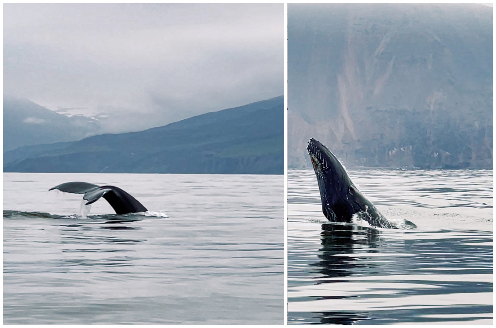 Iceland Wedding Photographer Best locations Elopement photography whale watching husavik